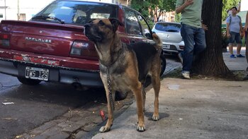 Ortega busca ayuda. Necesita un lugar de tránsito y una nueva familia que lo adopte