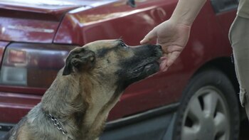 Si bien algunas personas aseguraron que Ortega se volvió agresivo, un proteccionista pudo acariciarlo (Infobae)