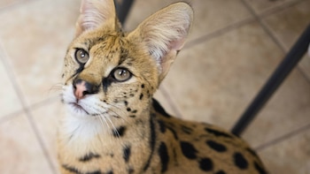 (Facebook: Animal Rescue League of