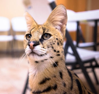 (Facebook: Animal Rescue League of