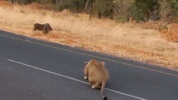 Una leona dio el primer