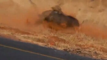 El jabalí no pudo hacer