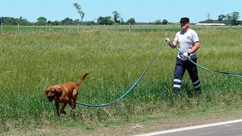 Un perro rastreador detectó que