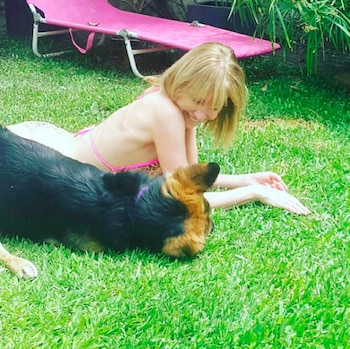 El Chino, el ovejero alemán