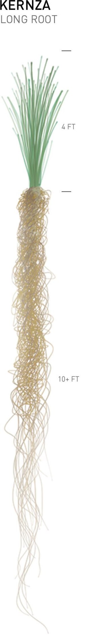 Las raíces el Kernza, tan profundas, le permiten tomar agua donde otras plantas no llegan y retener más carbono