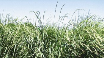 Kernza (Wikicommons)