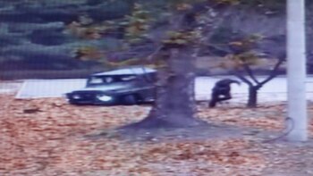 En noviembre de 2017, un