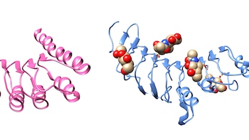 Proteínas con y sin azúcares
