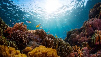 Los ecosistemas del fondo marino