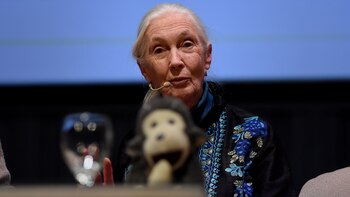 Jane Goodall hizo destacó el