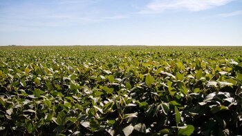 La producción de soja en