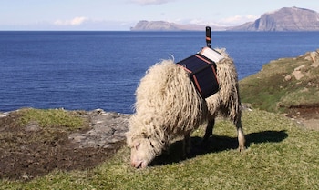 Las ovejas pasearon por las islas con una cámara a cuestas (Cortesía de Visit Faroe Islands / The Washington Post)