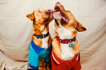 “Los hermanos sean unidos porque