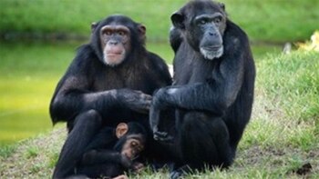 Se pide que los chimpancés
