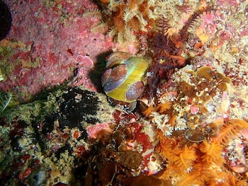 Foto vía Wikimedia Commons