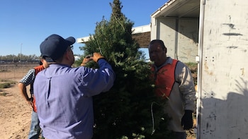 Se retornaron siete cargamentos de
