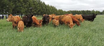 Para el sector del ganado