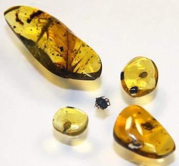 Crédito: E. Peñalver