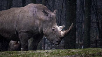 Los restos son los primeros de una especie de este género descubiertos dentro del círculo polar ártico, lo que expande mucho el área de distribución que se le suponía a la especie