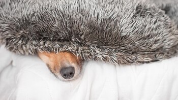 Para que el animal se