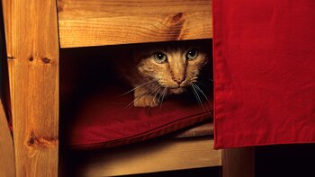 Se pueden colocar tapones de