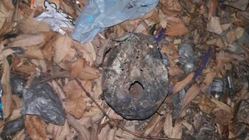 Cráneos hallados en los alrededores