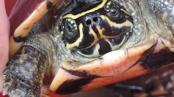 La tortuga come caracoles (Malayemys