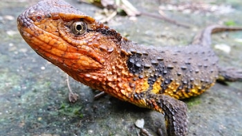 El lagarto cocodrilo (Shinisaurus crocodilurus