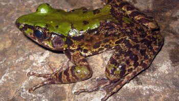 Una rana de colores (Odorrana