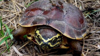 Fue descubierta en un mercado
