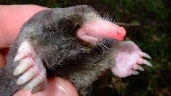 Una nueva especie de topo