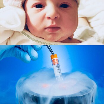 El embrión que dio fruto