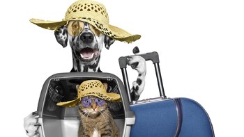 El costo del viaje de