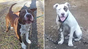 Dos perros pitbull asesinaron a