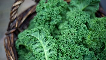 El kale, una de las