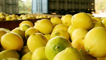 Fortalecimiento de las economías regionales.