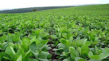 Para 2018, se calcula que el impacto de la rebaja gradual de retenciones será de 0,06% del PBI, y para el año que viene esa cifra ascendería al 0,13%