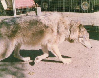 Dusty. Foto cortesía del autor