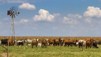 Para Milano no se trata