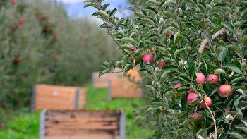 Las economías regionales siguen en