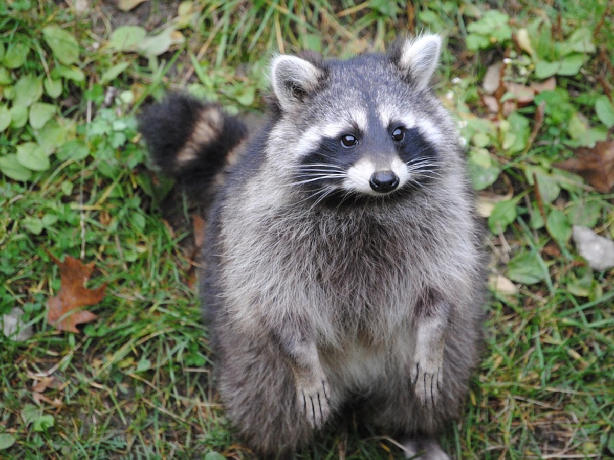 Perros, gatos o mapaches ¿cuál es el animal más inteligente? - Infobae