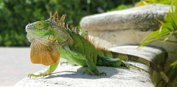 Iguana aprovecha los rayos del