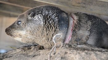 Lobo marino encontrado en las costas de San Clemente con un zuncho plástico en el cuello que le causó una grave herida. (Fundación Mundo Marino).