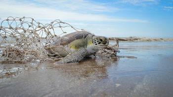 Imagen LCUDHXHVCRBEHKT3Z43BFNHQIE