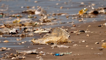El paso de los turistas afecta gravemente a la fauna marina. (Fundación Mundo Marino).