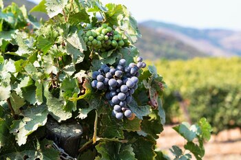 Año tras año, el enoturismo