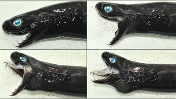 Así extiende su mandíbula este