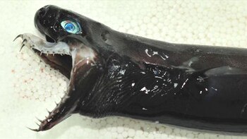 Se lo conoce también como