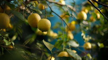 Será necesaria una red de laboratorios para el análisis del agua y la determinación de residuos de pesticidas y de contaminantes microbiológicos.