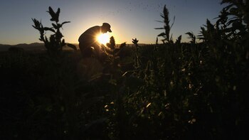 Una encuesta del movimiento CREA reveló que mejoraron las expectativas de los empresarios agropecuarios sobre la situación económica del país (Getty)